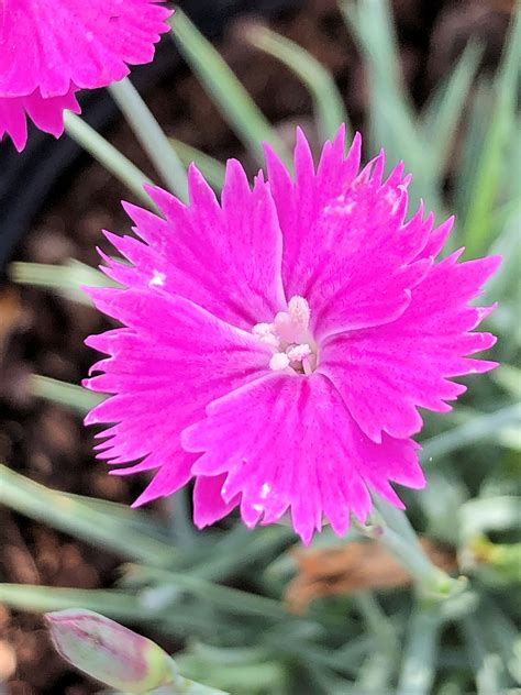 Enjoying the enchanting fragrance of fire witch dianthus